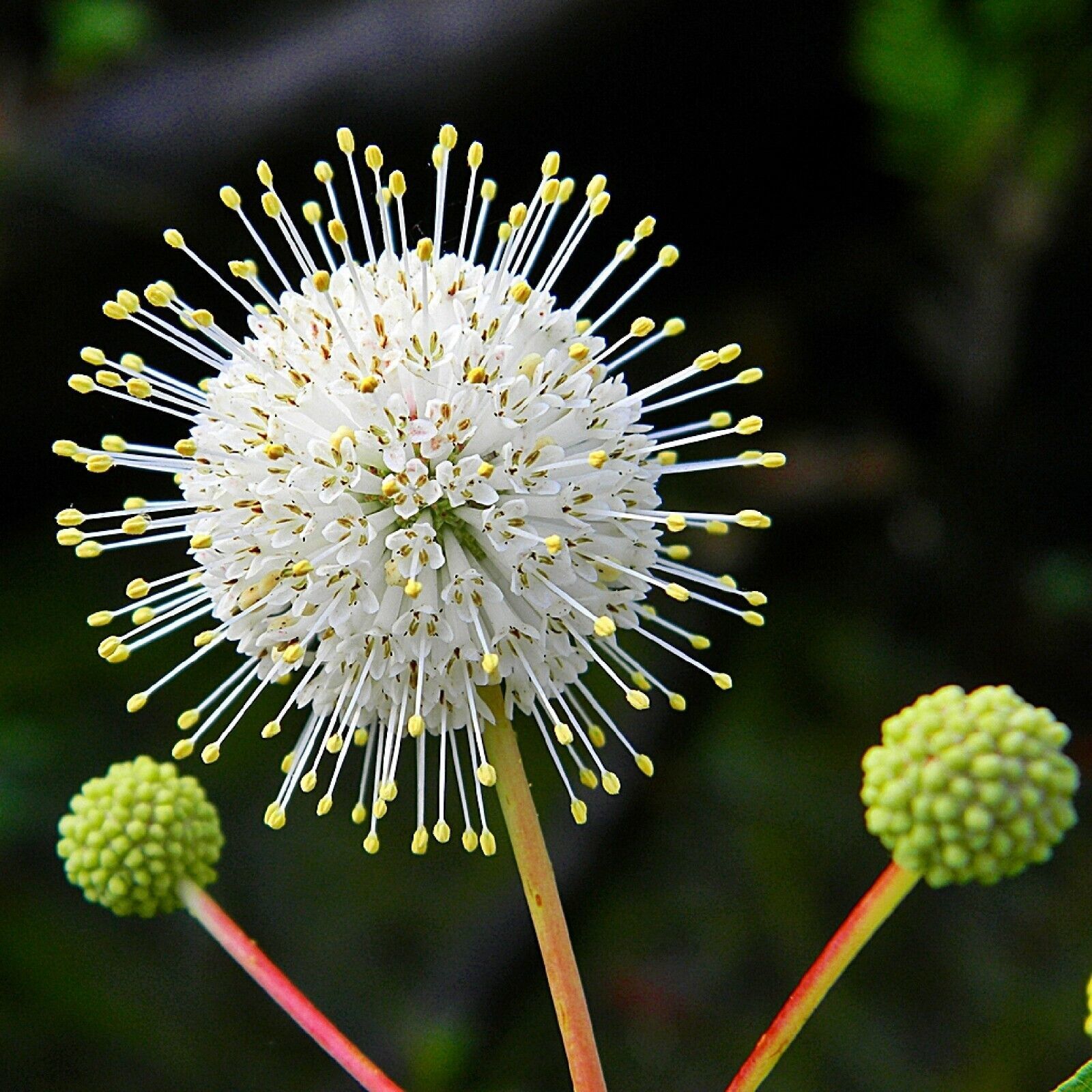 15 Buttonbush Ornamental Shrub Cephalanthus occidentalis Annual seeds  - $6.78