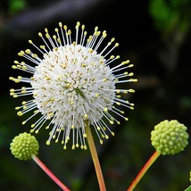 15 Buttonbush Ornamental Shrub Cephalanthus occidentalis Annual seeds  - £3.81 GBP