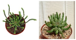 Live Plant Medusa Head Euphorbia Euphorbia Flanaganii - £26.06 GBP