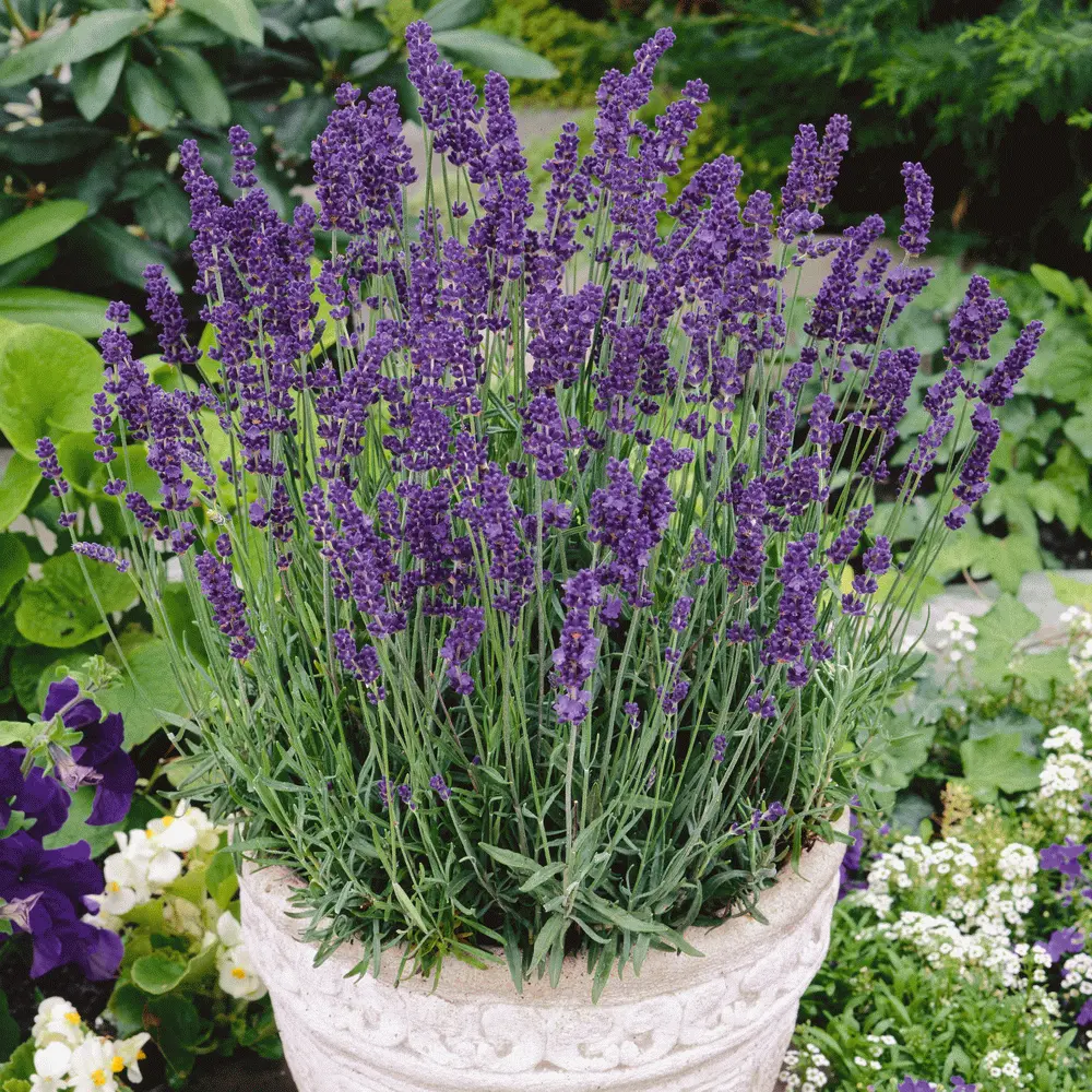 Vera Lavender Flower Garden 800 Seeds - $10.00