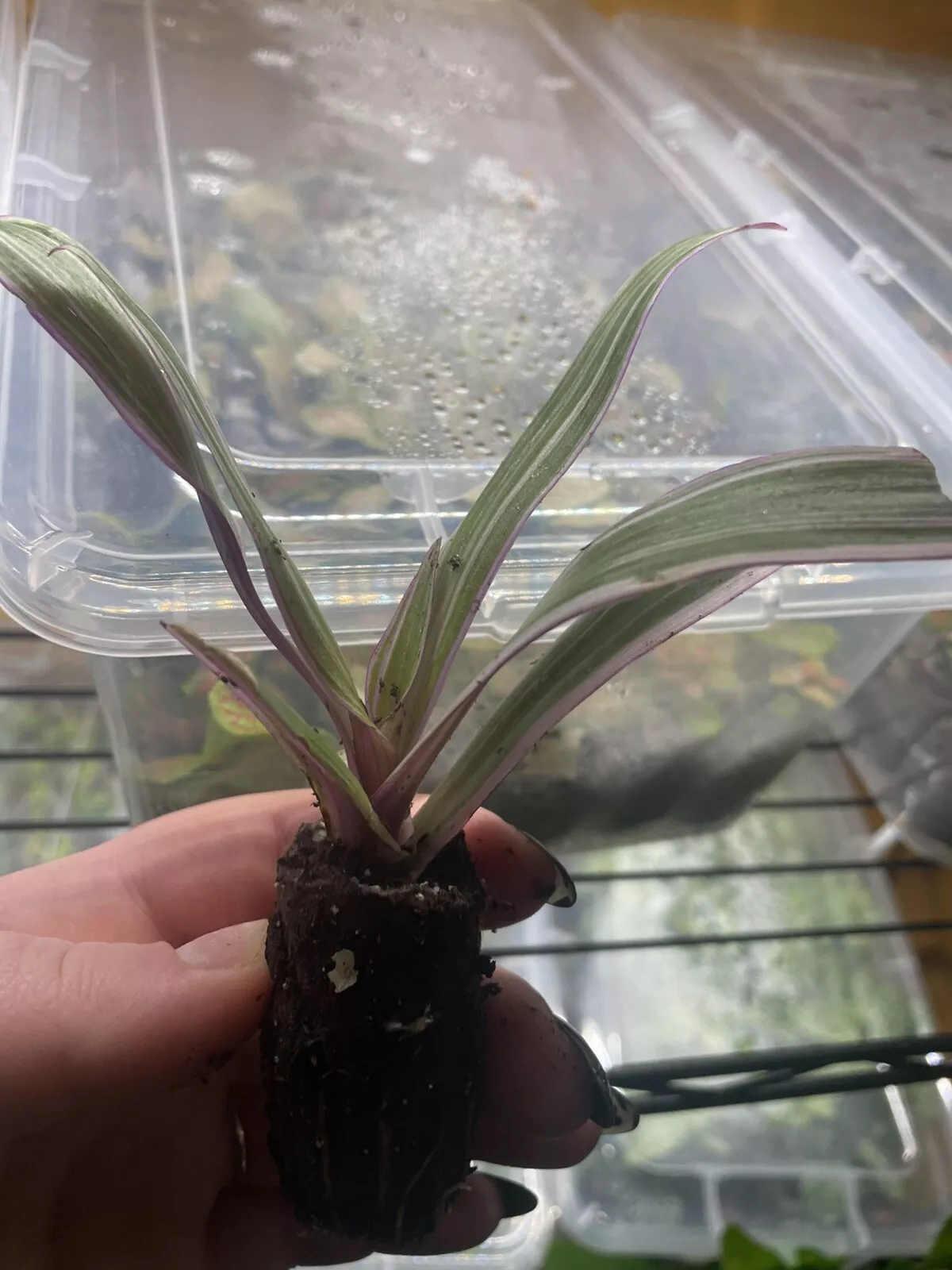 Oyster Plant EASY TO GROW Boat Lily Moses in the Cradle Pink Tradescantia - $19.85