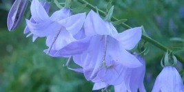 40 Heirloom Campanula Rapunculoides Canterbyry Bells Seeds Perennial Flower - £14.20 GBP