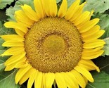 Yellow Pygmy Sunflower Seeds 50 Seeds Non-Gmo Fast Shipping - $7.99