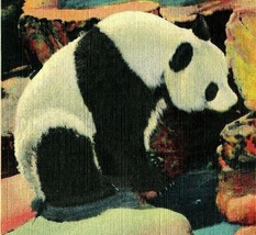 St Louis Missouri MO Zoo Closeup Happy the Giant Panda 240 Lb UNP Linen Postcard - £3.13 GBP