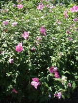 20dom Rose Of Sharon Seeds Hibiscus Syriacus - $11.00