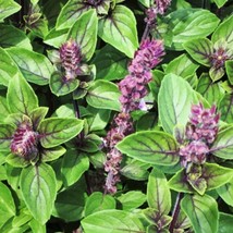 Persian Basil Seeds Reyhan Planting Middle Eastern Thai Anise Licorice Mint Cinn - £7.40 GBP