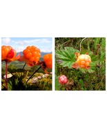 200 Seeds Cloudberry (Rubus Chamaemorus) Artic Raspberry Fresh  - £15.17 GBP