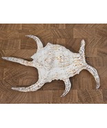 Unusual Conch Shell Horned Seashell - 9&quot; Natural Nautical Sea Beach Decor! - £8.68 GBP