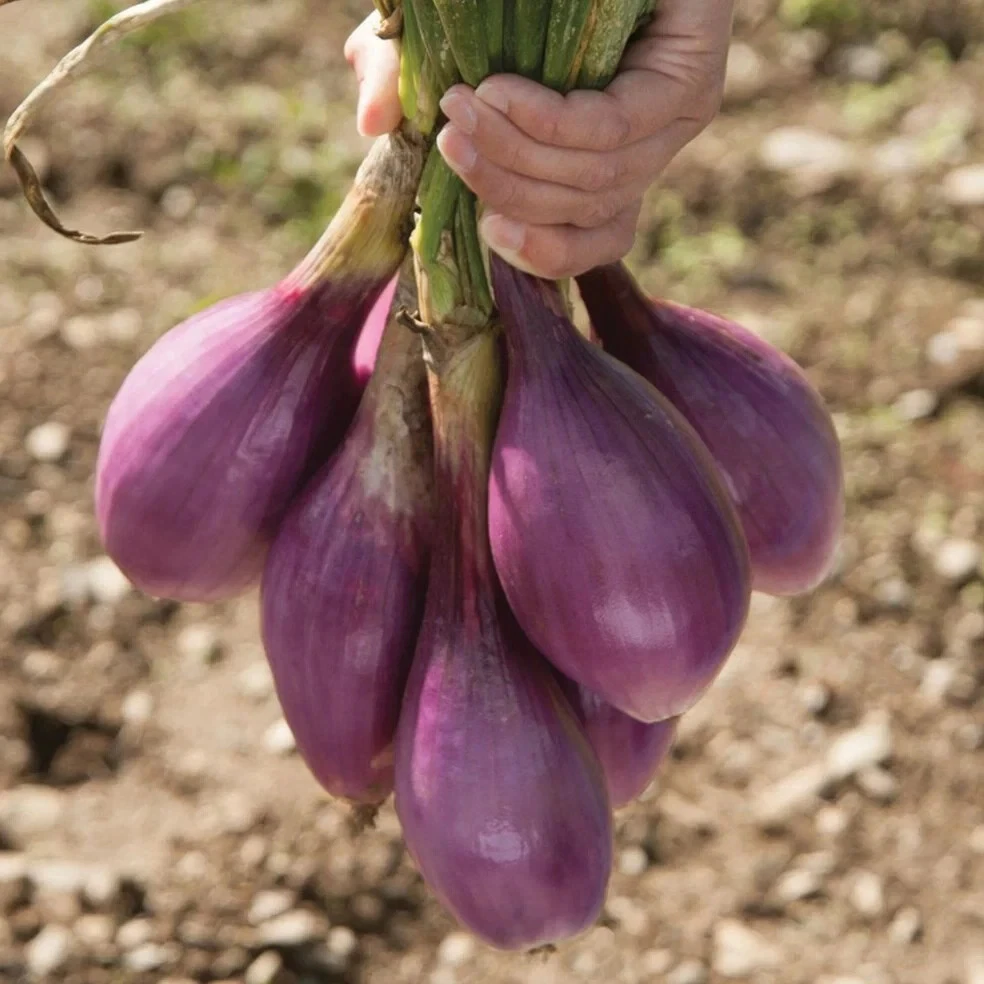 Red Long of Tropea Onion Seeds (100) / ORGANIC / FLORIDA GROWN - $7.94