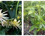 Anise Orion Live Plants Illicium  - $79.93