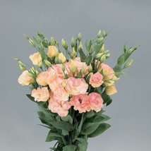 Lisianthus Seeds Super Magic Champagne 50 Pelleted   - $23.00