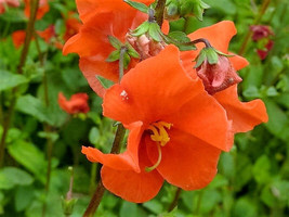 50 Scarlet Mask Flower Hummingbird Plant Red Alonsoa Warscewiczii Seeds Fresh Ga - £8.78 GBP