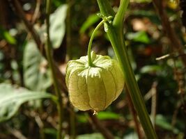 Item image 1 image 1