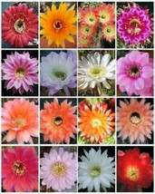 ECHINOPSIS variety mix exotic hybrid flowering cacti cactus shick seed 100 SEEDS - £15.72 GBP