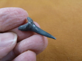 (S375-33) 1-1/8&quot; fossil Goblin Shark Tooth wired pendant teeth pendant j... - $276.39 MXN