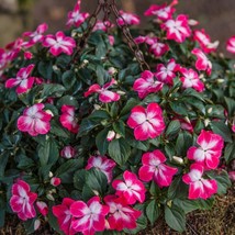 Rose Balsam Seeds (10) - Grow Your Own Impatiens balsamina, Easy-to-Cultivate Ga - £5.12 GBP