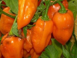 50 Hot Orange Habanero Pepper Capsicum Chinense Vegetable - £13.58 GBP