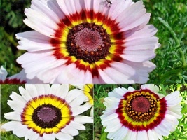 201+Chrysanthemum Tri-Color PAINTED DAISY Garden/Patio Containers Annual Seeds - £10.36 GBP