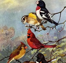 Cardinal Grosbeak Towhee 1955 Plate Print Birds Of America Nature Art DW... - £31.46 GBP