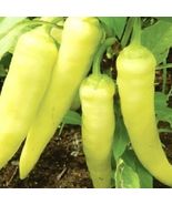 25 Of Sweet Banana Pepper Seeds | NON-GMO | Heirloom | Fresh Garden Seeds - $3.99