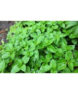 MX 500 Oregano Origanum Vulgare Herb Purple Butterfly Flower Seeds Bulk ... - $11.89