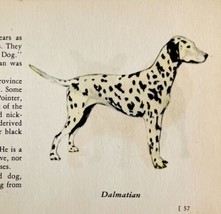 Dalmatian 1939 Dog Breed Art Ole Larsen Color Plate Print Antique PCBG18 - $29.99