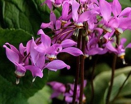 25 Midland Shooting Star Flamingo Flower Birds Bills Prairie Pointer Dodecatheon - $10.45