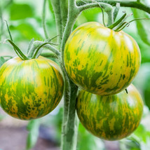 Ship From Us 50 Seeds - Organic Green Zebra Tomato - Heirloom, NON-GMO, TM11 - £14.78 GBP