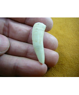 (f510-22) 1-1/8&quot; Enchodus Saber toothed Herring fish tooth Fossil I love... - $258.18 MXN