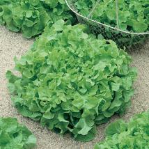 Heirloomsupplysuccess 100 Heirloom Lettuce Green Salad Bowl Seeds - £2.39 GBP