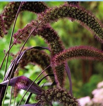 25 Red Jewel Millet Setaria Italica Ornamental Gras Flower Seeds *From US - $9.90