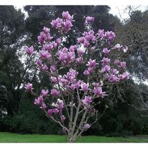 5 purple magnolia seeds lily flower tree fragrant tulip seed thumb200