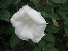 Datura Inoxia Moon Flower Plant 15 Seeds Garden Beautiful USA Seller - £16.47 GBP