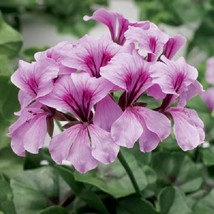 USA Seller 1R7D4 Tornado Geranium Seeds Lilac 15 Thru 100 Seeds Ivy Geranium See - £19.06 GBP