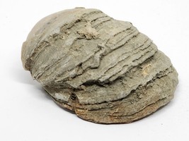 Devil&#39;s Toenail Fossil Gryphaea Bivalve Natural Raw Untouched Specimen 69g -  t1 - £13.03 GBP