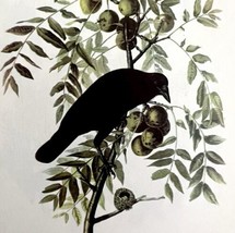 American Crow 1950 Lithograph Art Print Audubon Bird First Edition DWU14D - £23.58 GBP