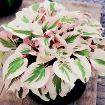 Hosta Flower Seeds Hosta Flower Seeds Perennials white - $6.75