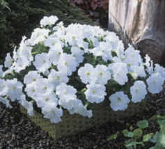 25 Pc Seeds Petunia Explorer Trilogy White Petunia Pelleted Flower Seeds | RK - £21.34 GBP
