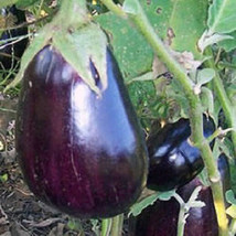 300 Eggplant Seeds Black Beauty Egg Plant Seeds 85 Days Garden USA Seeds - $8.00