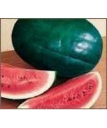 25 SEEDS FLORIDA GIANT WATERMELON HEIRLOOM SEEDS SWIFT BLOOM MAGIC - $8.35