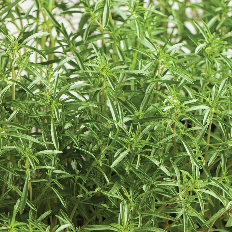 SUMMER SAVORY 20 FRESH HERB SEEDS  - $6.31