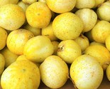 Lemon Cucumber Seeds 40 Seeds Non-Gmo Fast Shipping - $7.99