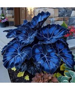 Blue Caladium coleus Flowers Seed Dwarf Elephant Ear Ornamental Plants - $15.15 CAD