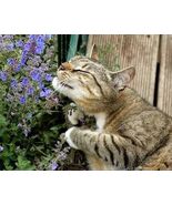 CATMINT, Catnip Seeds - Persian Blue, great ground cover, perennial, 50+... - $5.00
