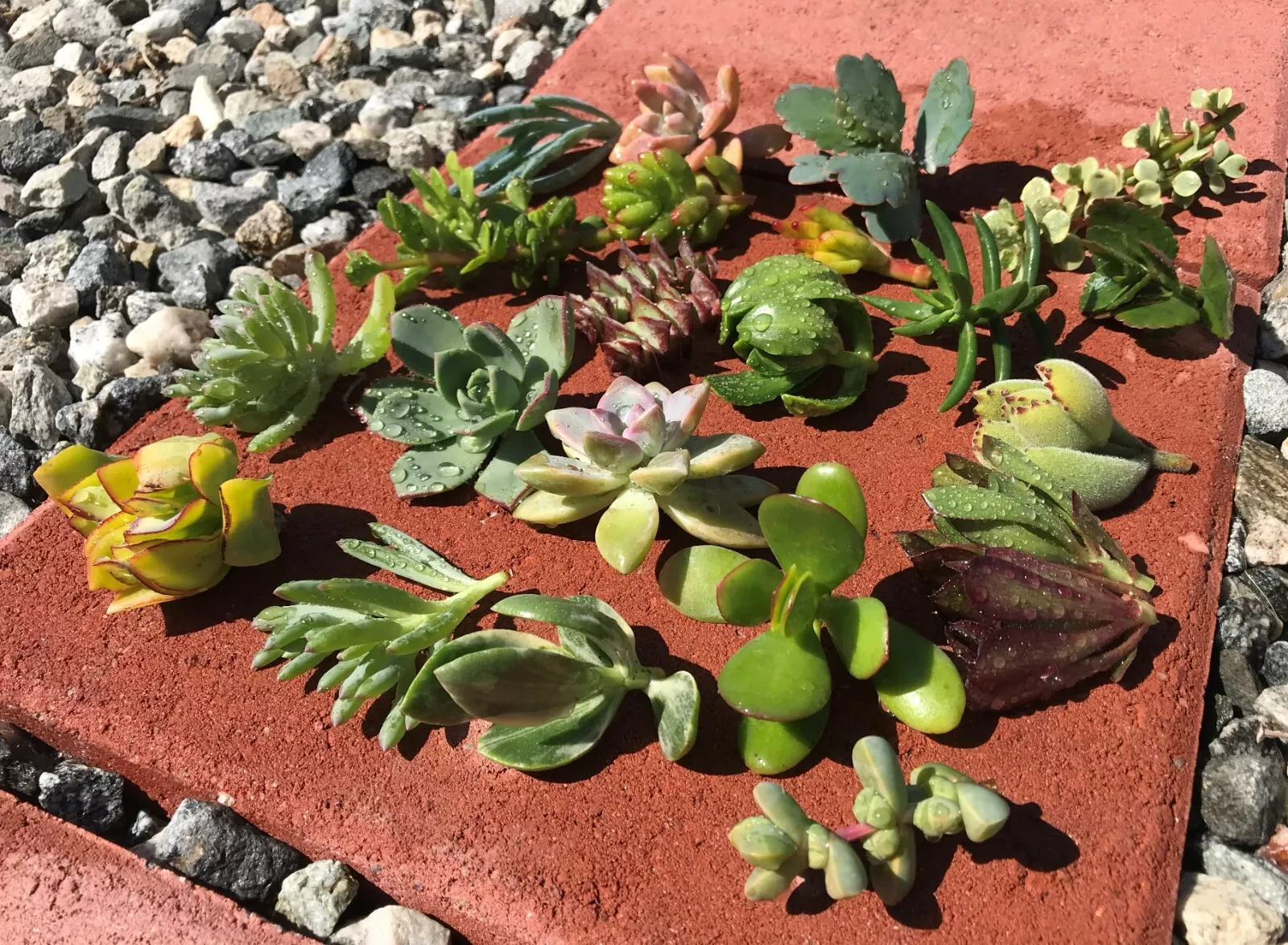 Best 15 Assorted Varieties Live Succulent cactus Cuttings Garden Starter... - $18.88