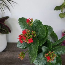 Kalanchoe In A 4 Inch Pot Blooming Plant Flaming Katy Flowering Kalancho... - $38.20