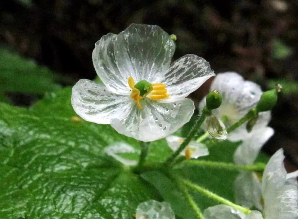 KS Skeleton Flower Crystal Flower Non Gmo Organic Planting 10 Seeds  - $10.36