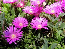 Hardy Iceplant - Pink carpet - Delosperma cooperi - 10+ seeds - E 296 - £1.55 GBP