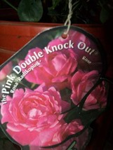 Pink Double Knock Out®  Rose Large 3 Gal  Live Plants Plant Low Maint. R... - $77.55