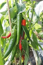 25 seeds Organic Korean Dark Green Pepper Lady Han Hot Chili Long Red Capsicum - £6.74 GBP